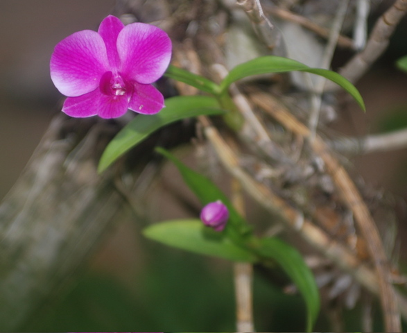 #12 wild orchid