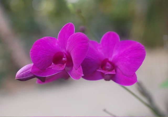 #11 wild orchid