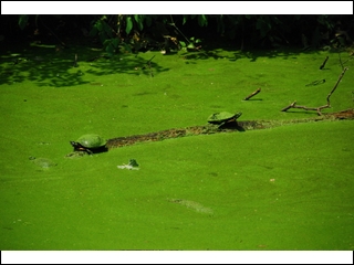 #10 Turtles in the C&O Canal