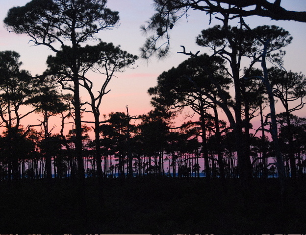 #18 pines at sunset