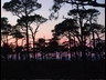 #18 pines at sunset
