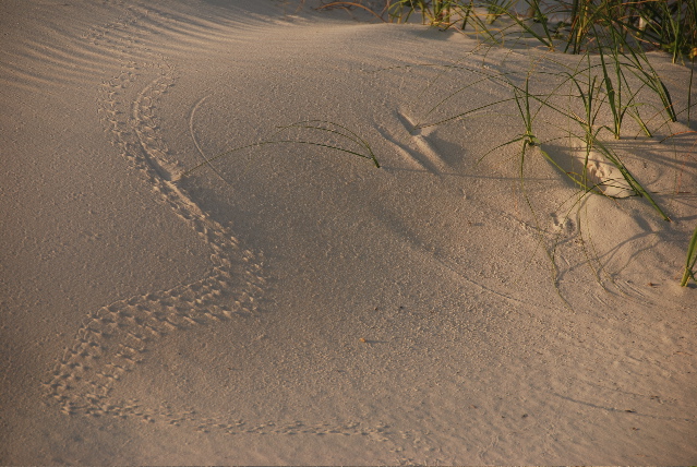 #4 tracks on dune