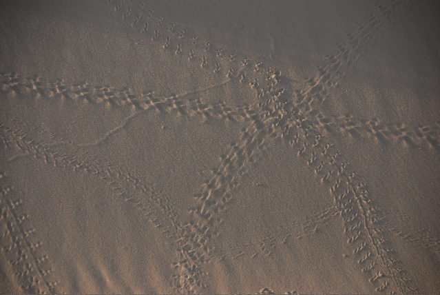 #5 tracks on dune