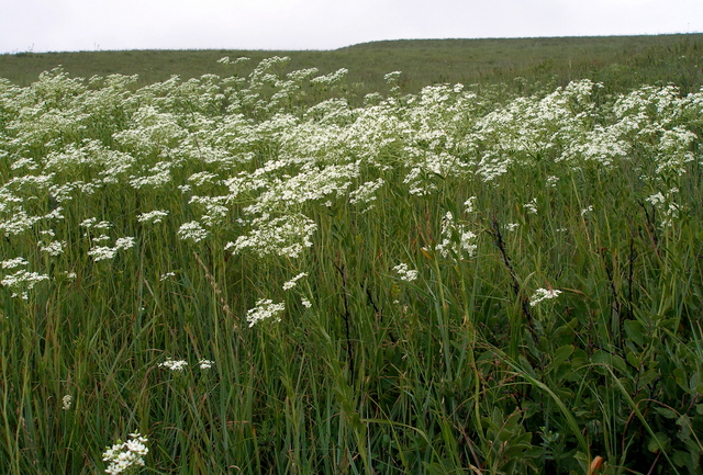 #7: White bloom, Konza Prairie