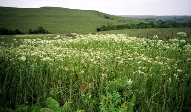 #1: Wildflower bloom
